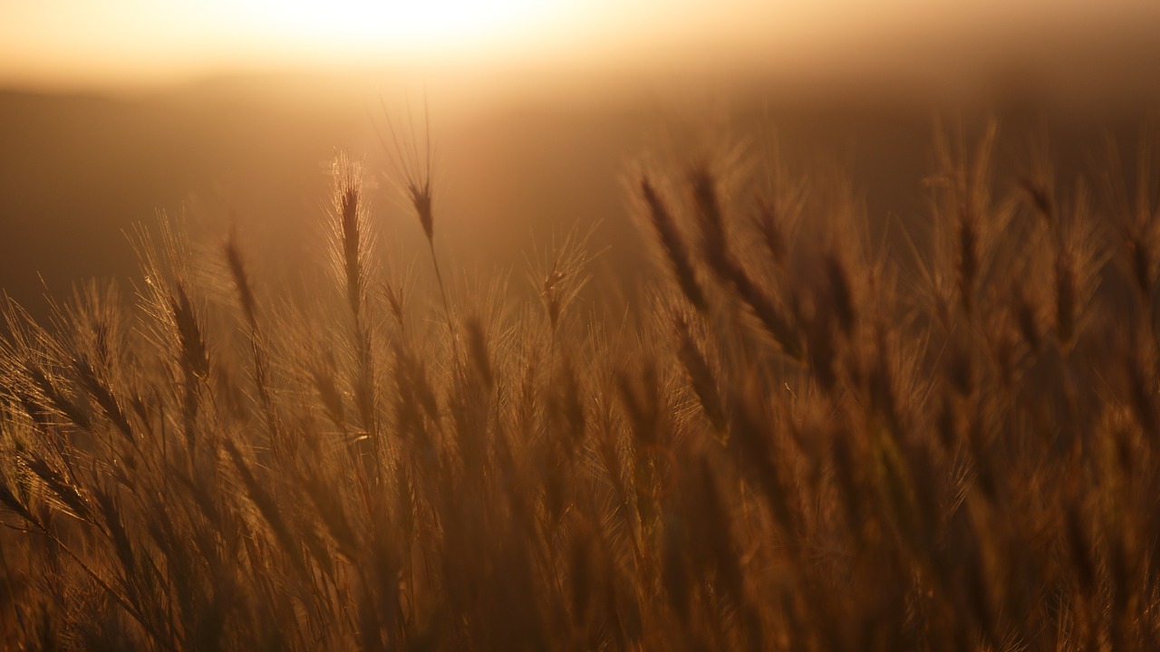 Catcher in the Rye