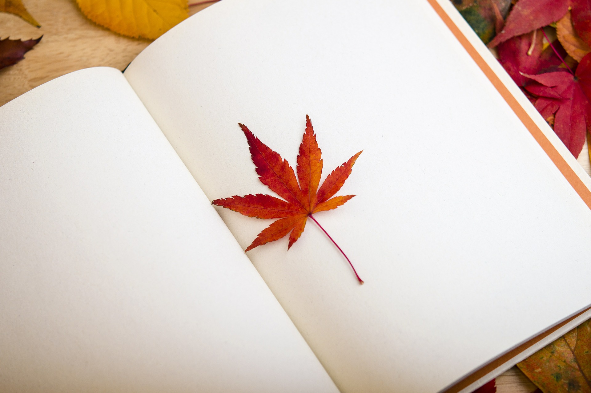 importance of literature to a student Fall Musings
